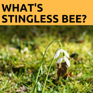 What's Stingless BEE_